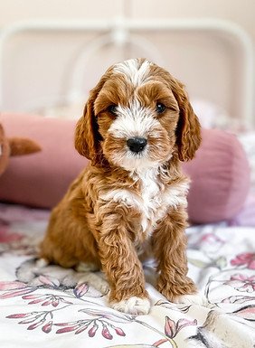 419950596 1319052719494962 5576555212808767615 n