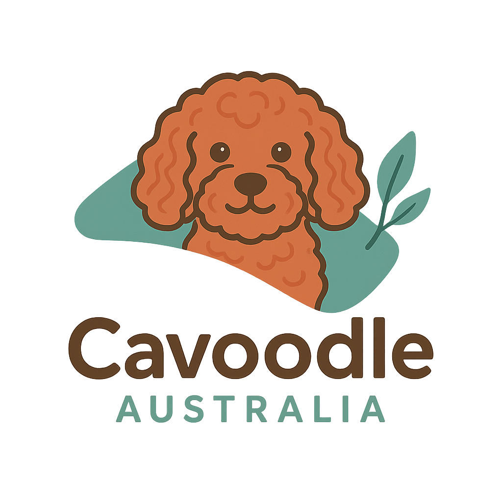 Sydney Cavoodles