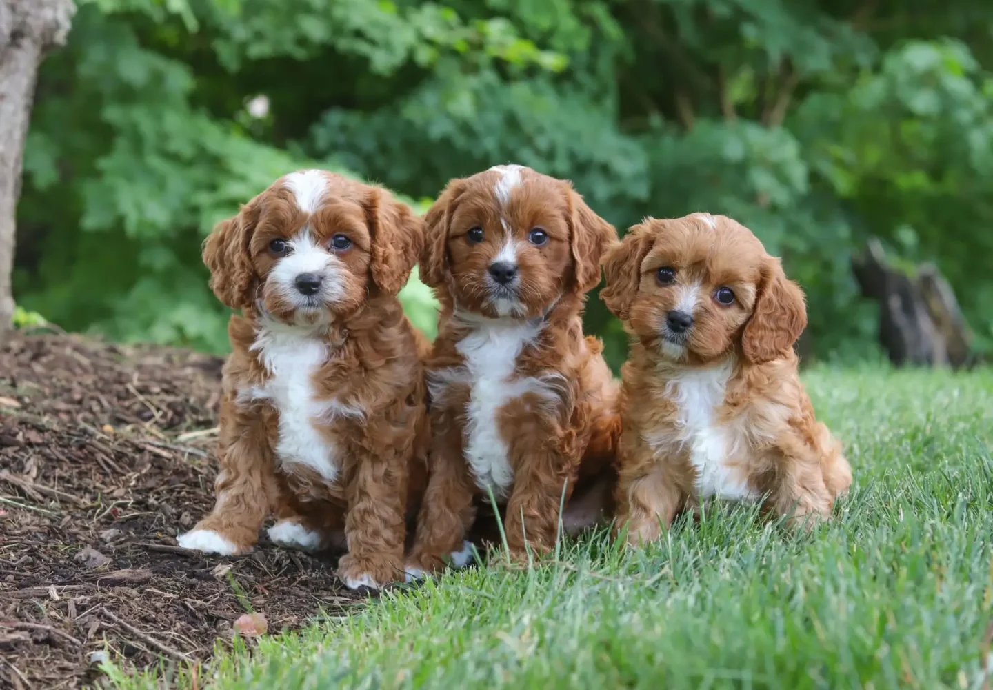 cavapoo breed 2048x1473 2