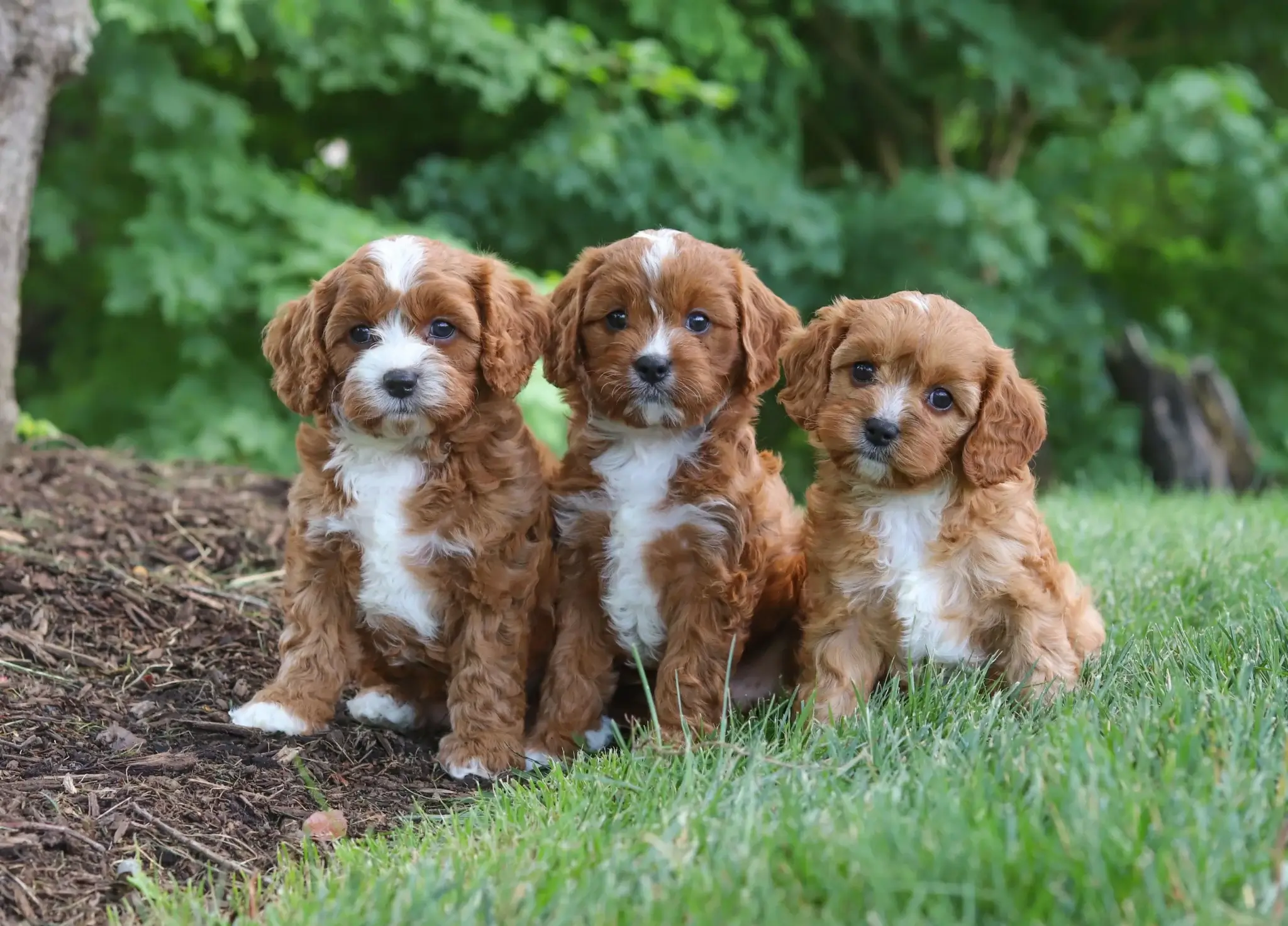 cavapoo breed 2048x1473 2
