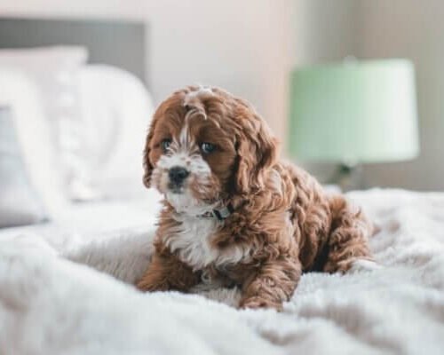 Do Cavoodles Shed? Understanding Shedding and Grooming Needs