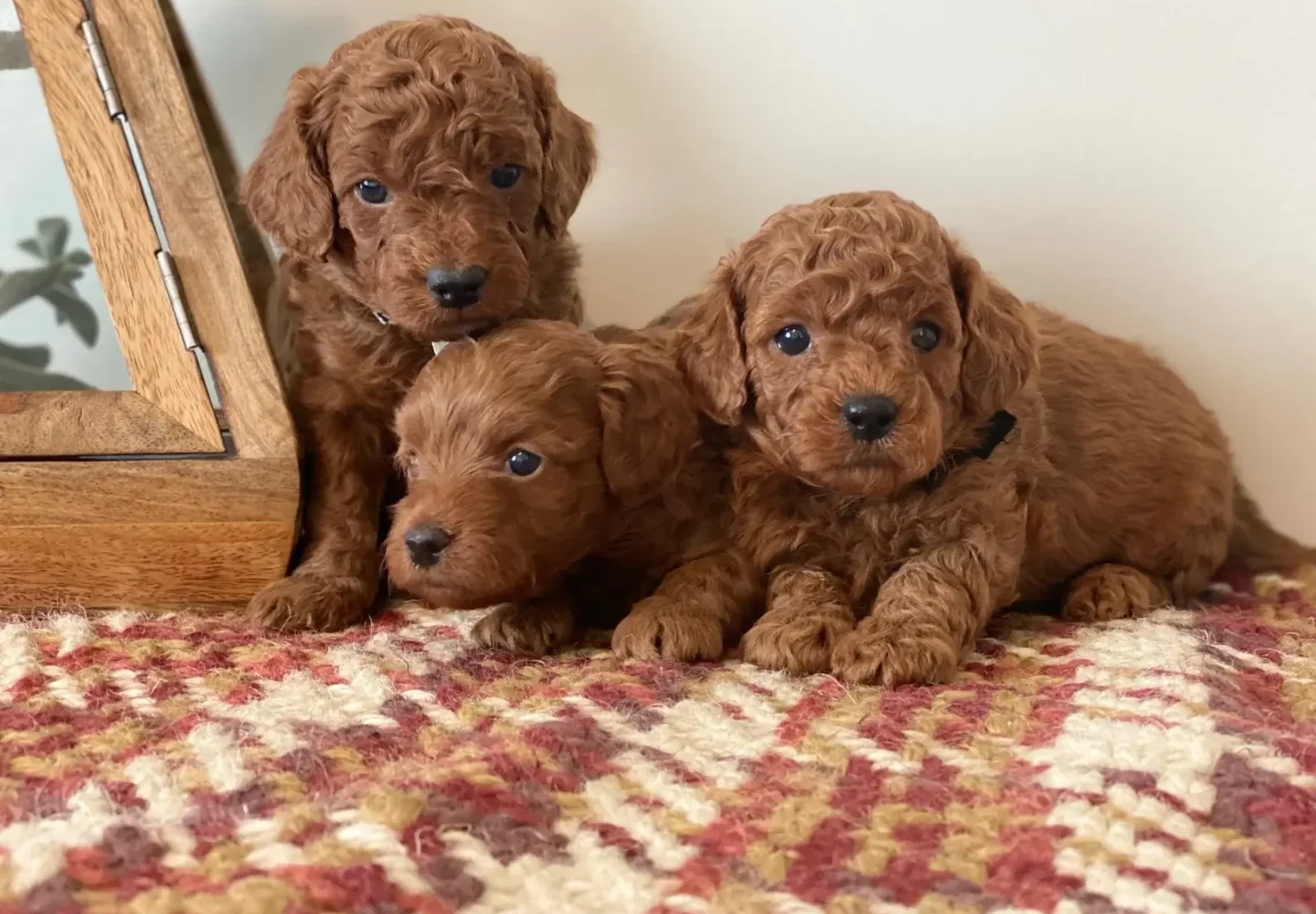 What Is a Cavoodle Dog