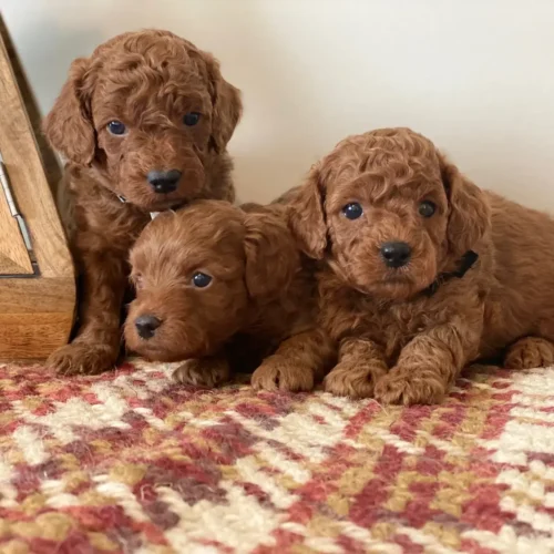 What Is a Cavoodle Dog? An In-Depth Look at This Beloved Breed